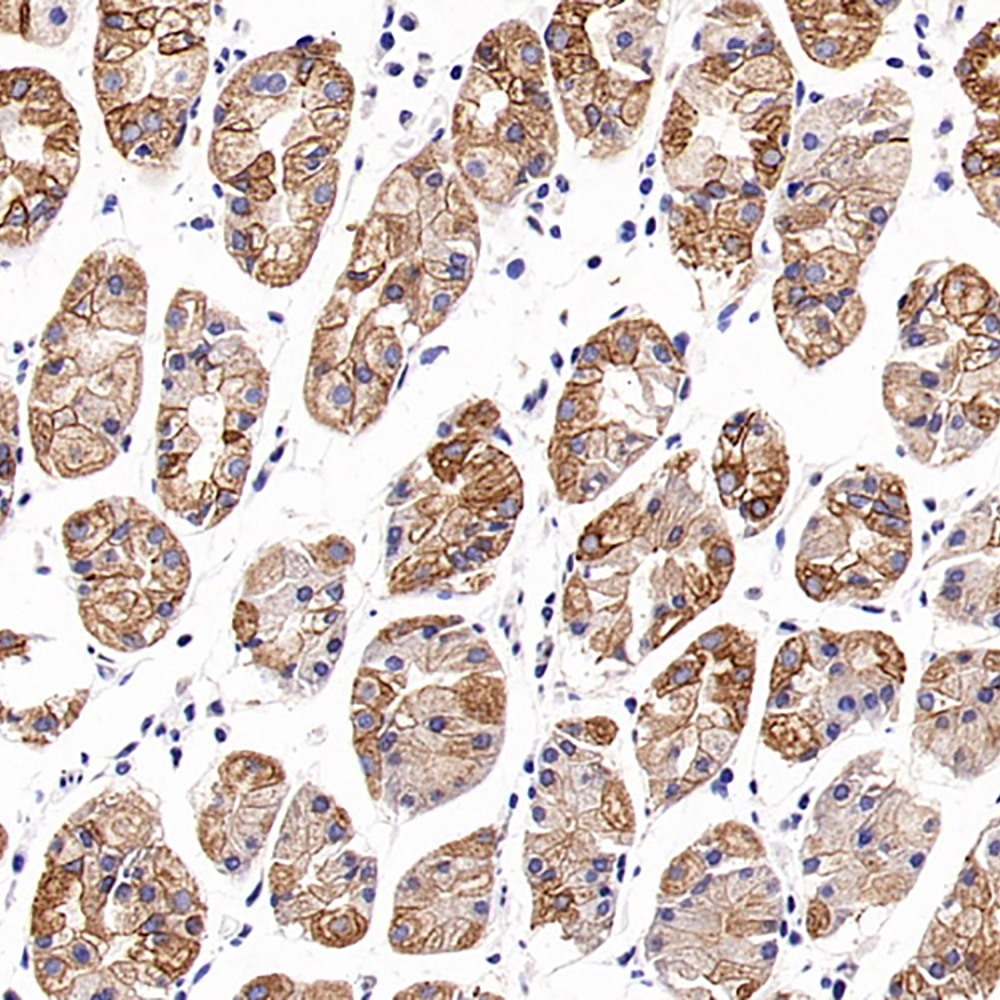 Immunohistochemistry analysis of paraffin-embedded human stomach  using CK-18 Polyclonal Antibody at dilution of 1:500.