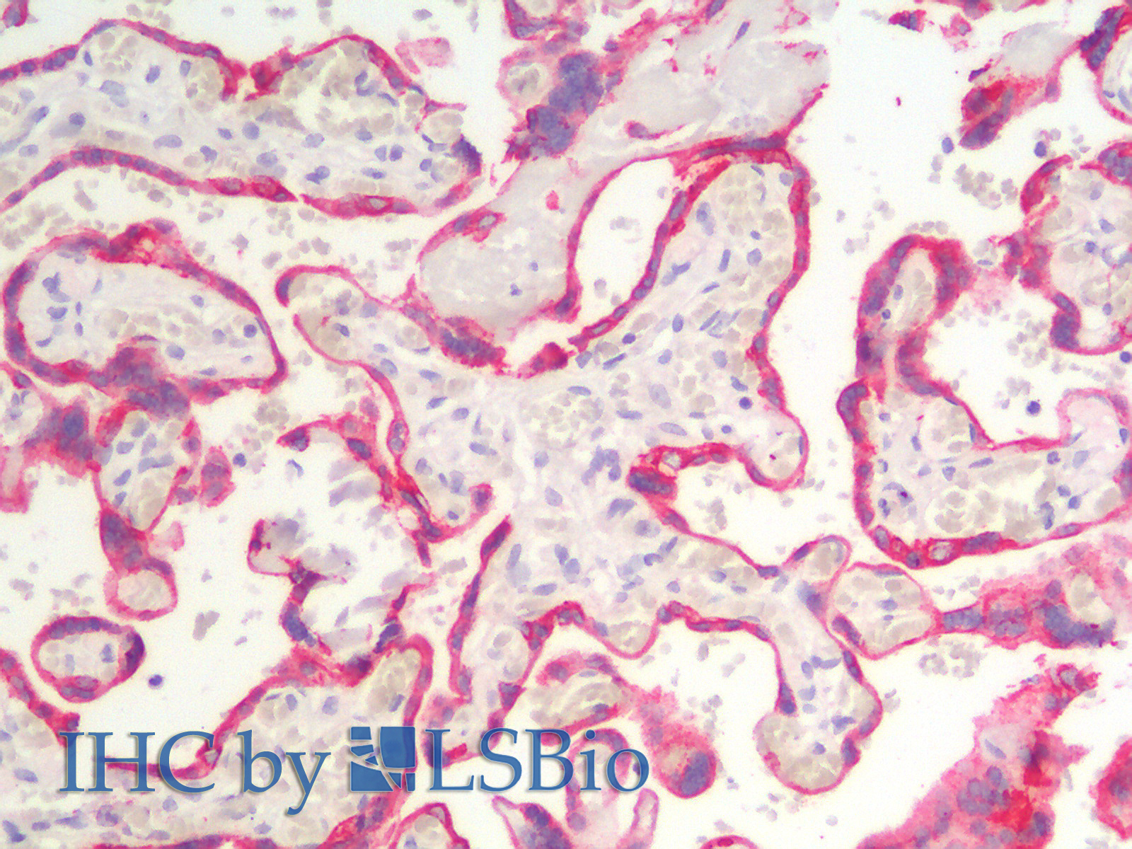 Immunohistochemistry analysis of paraffin-embedded Human Placenta using CK-18 Polyclonal Antibody.