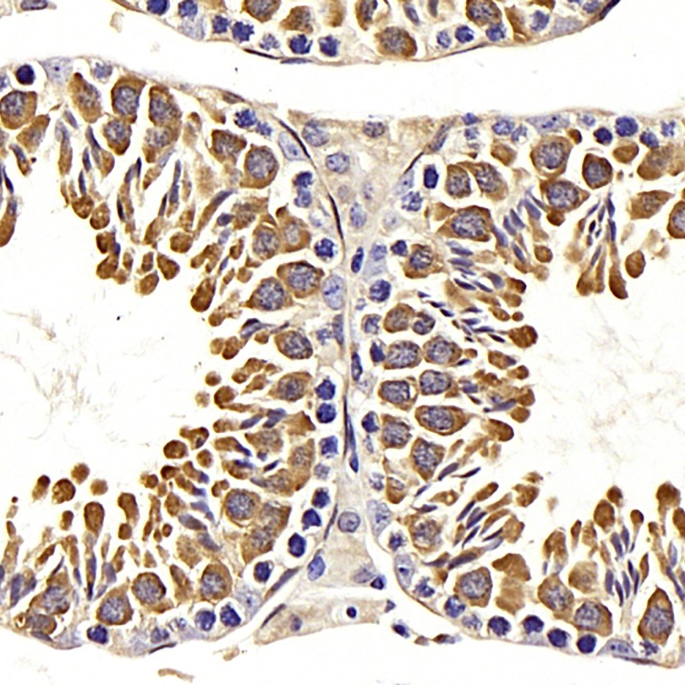 Immunohistochemistry analysis of paraffin-embedded mouse testis  using HSPA1A Polyclonal Antibody at dilution of 1:500.