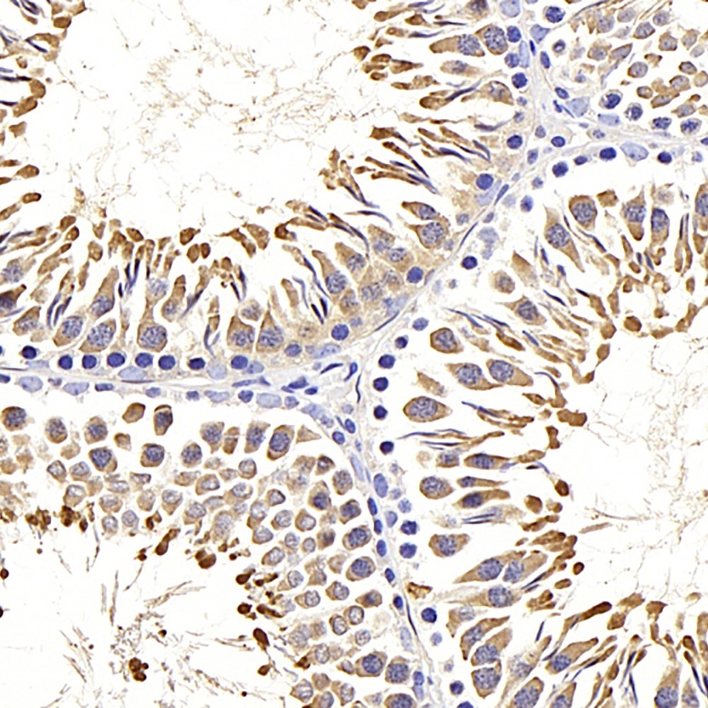 Immunohistochemistry analysis of paraffin-embedded rat testis  using HSPA1A Polyclonal Antibody at dilution of 1:500.