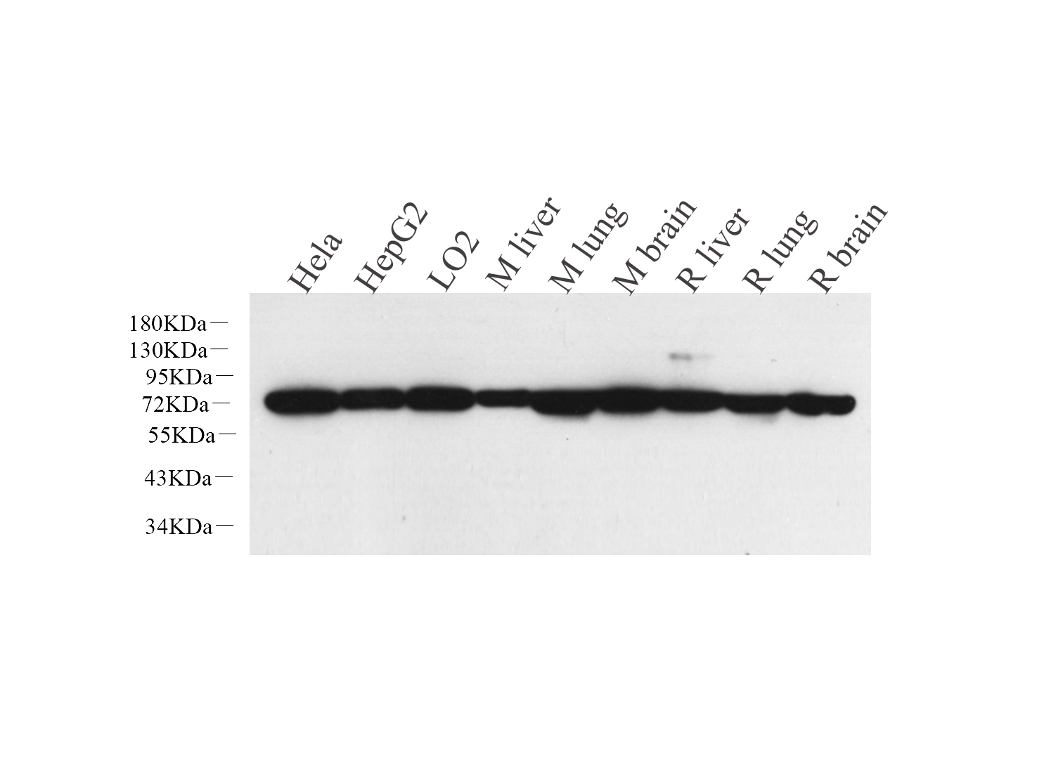 Western Blot analysis of various samples using HSPA1A Polyclonal Antibody at dilution of 1:500.