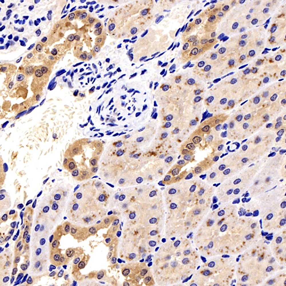 Immunohistochemistry analysis of paraffin-embedded Rat kidney  using Galectin 3 Polyclonal Antibody at dilution of 1:300.