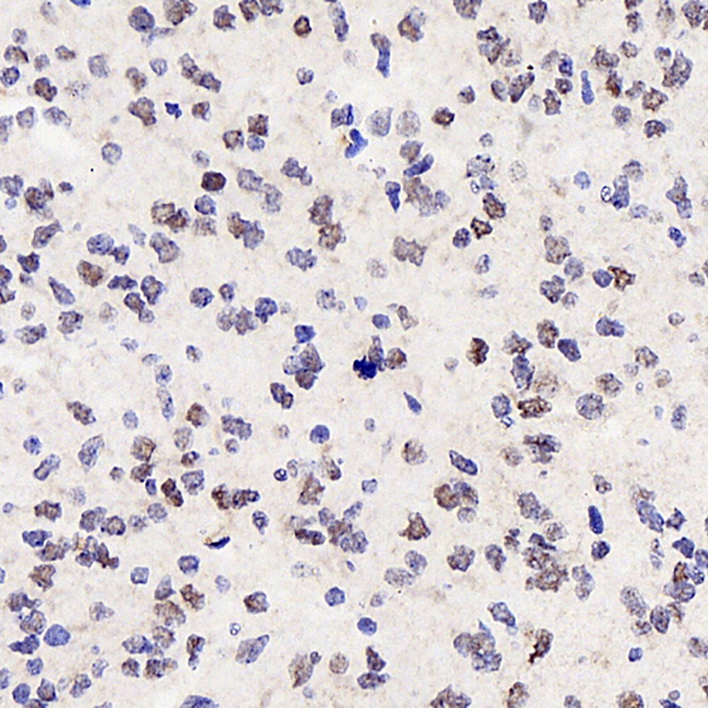Immunohistochemistry analysis of paraffin-embedded fetal rat brain  using SOX-2 Polyclonal Antibody at dilution of 1:300.