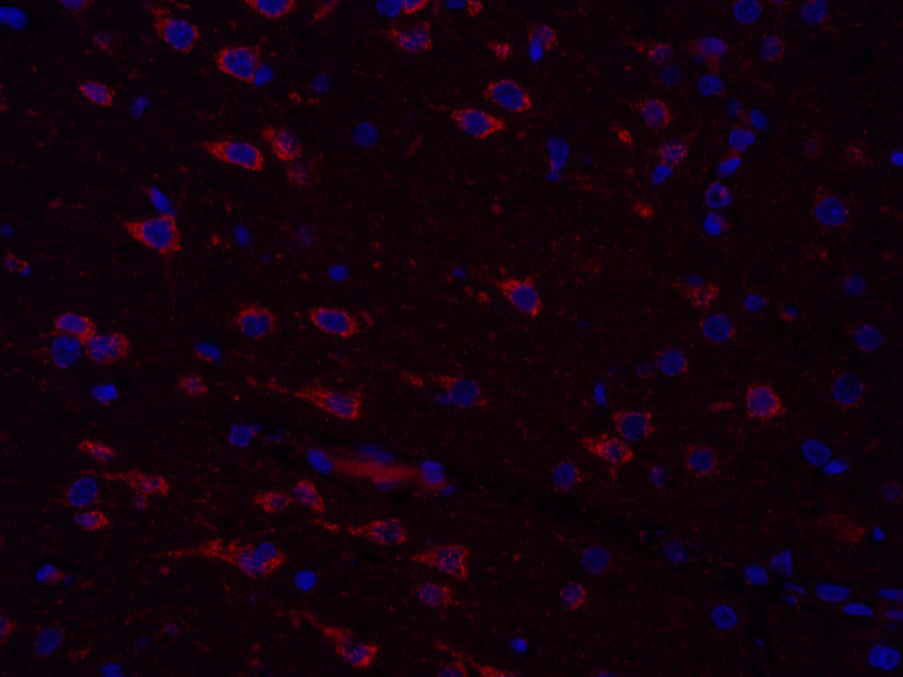 Immunofluorescence analysis of paraffin-embedded Rat brain  using COX4I1 Polyclonal Antibody at dilution of 1:300.