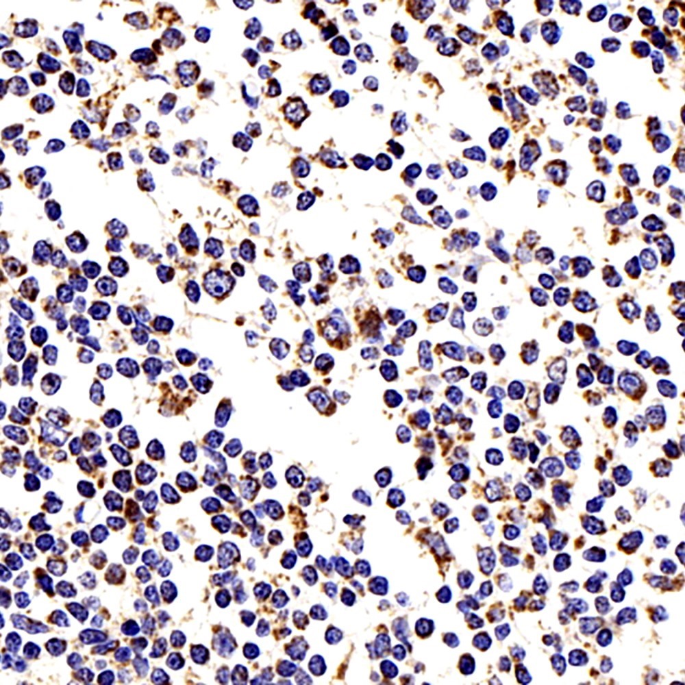 Immunohistochemistry analysis of paraffin-embedded human tonsil  using COX4I1 Polyclonal Antibody at dilution of 1:200.