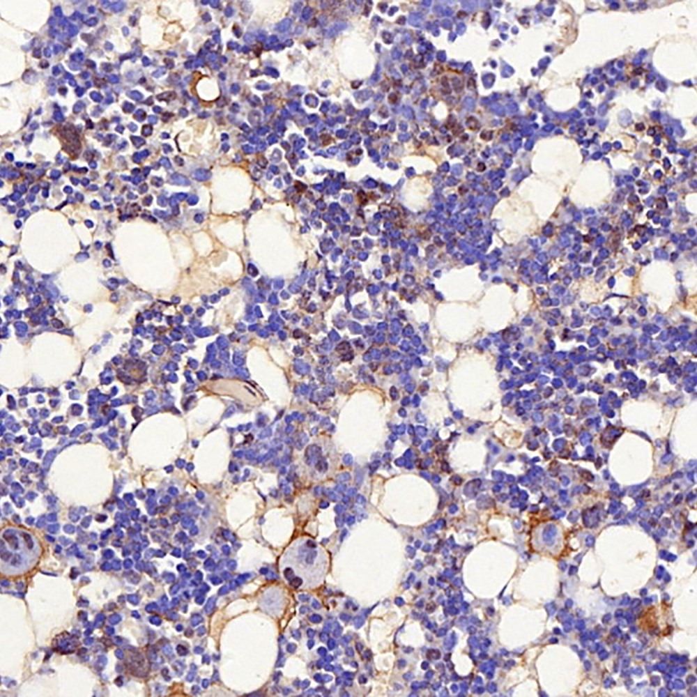 Immunohistochemistry analysis of paraffin-embedded mouse bone marrow  using BMP2 Polyclonal Antibody at dilution of 1:300.