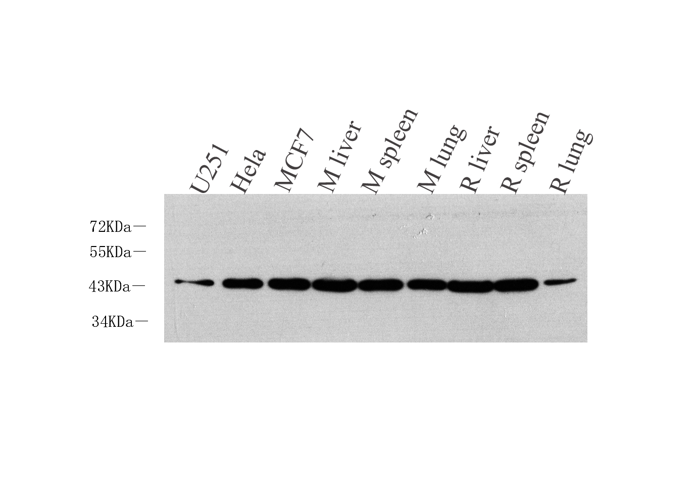 Western Blot analysis of various samples using BMP2 Polyclonal Antibody at dilution of 1:1000.