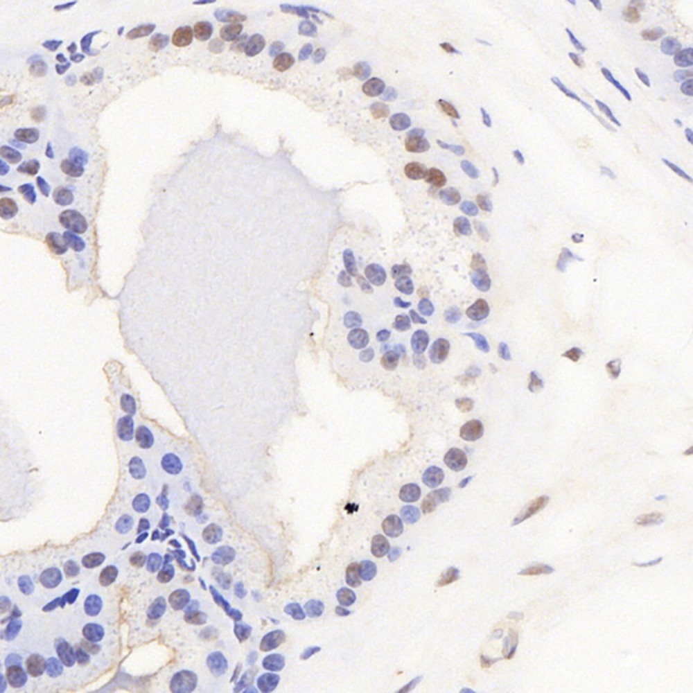 Immunohistochemistry analysis of paraffin-embedded mouse seminal vesicle  using AR Polyclonal Antibody at dilution of 1:300.