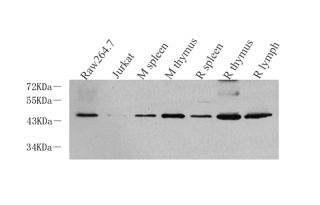 Western Blot analysis of various samples using CD14 Polyclonal Antibody at dilution of 1:1000.