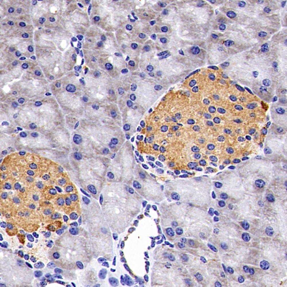 Immunohistochemistry analysis of paraffin-embedded mouse pancreas  using PDGFB Polyclonal Antibody at dilution of 1:200.