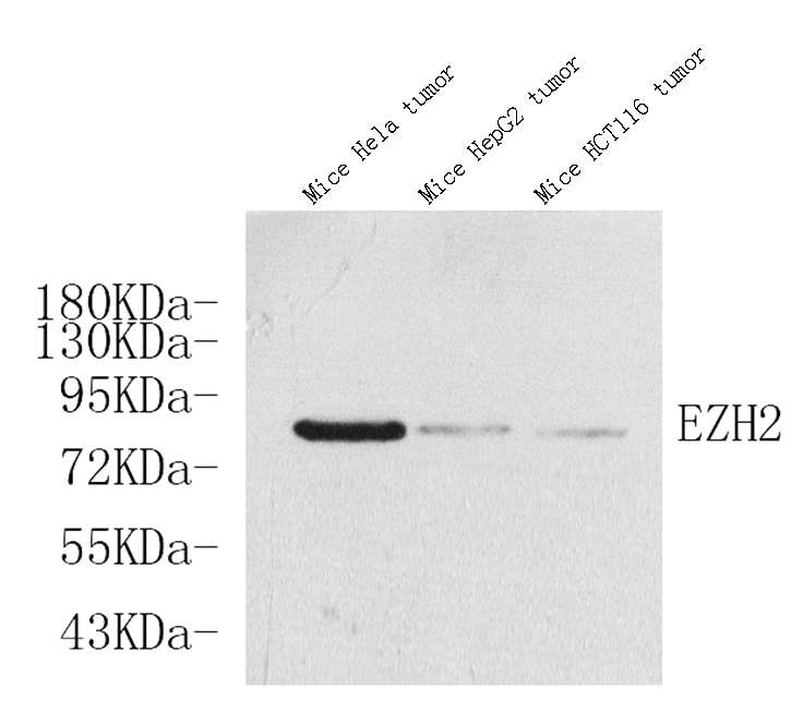 Western Blot analysis of various samples using EZH2 Polyclonal Antibody at dilution of 1:500.