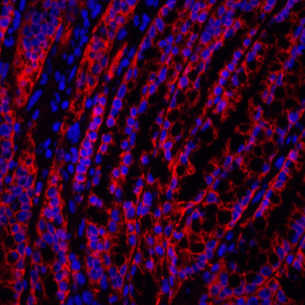 Immunofluorescence analysis of paraffin-embedded rat colon  using EpCAM Polyclonal Antibody at dilution of 1:300.