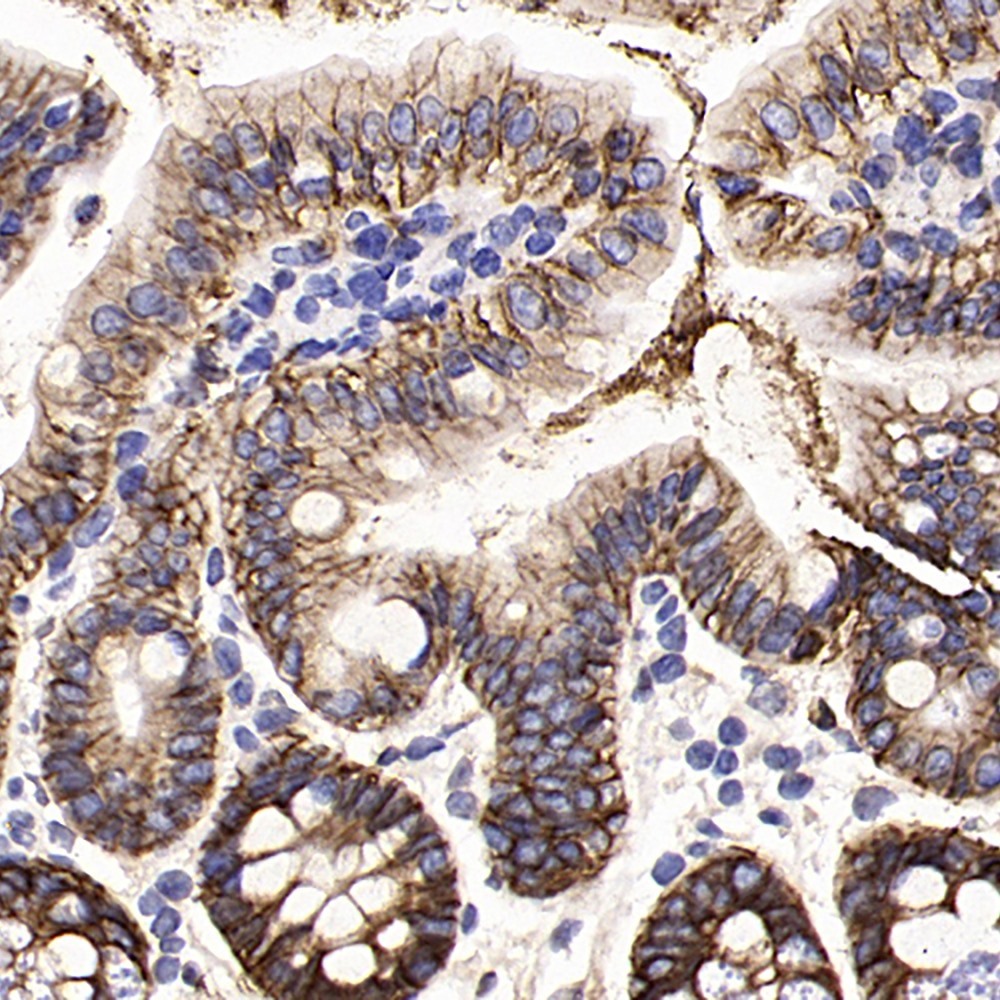 Immunohistochemistry analysis of paraffin-embedded mouse colon  using EpCAM Polyclonal Antibody at dilution of 1:300.