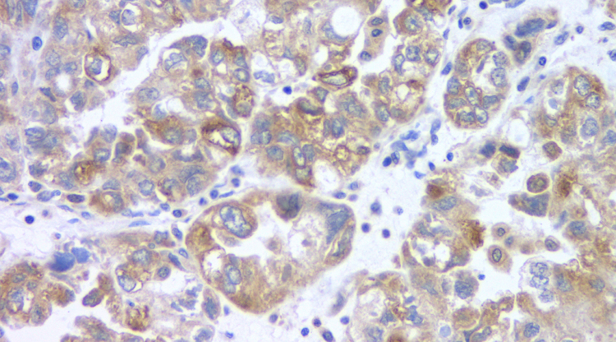 Immunofluorescence analysis of paraffin-embedded rat colon  using EpCAM Polyclonal Antibody at dilution of 1:400.