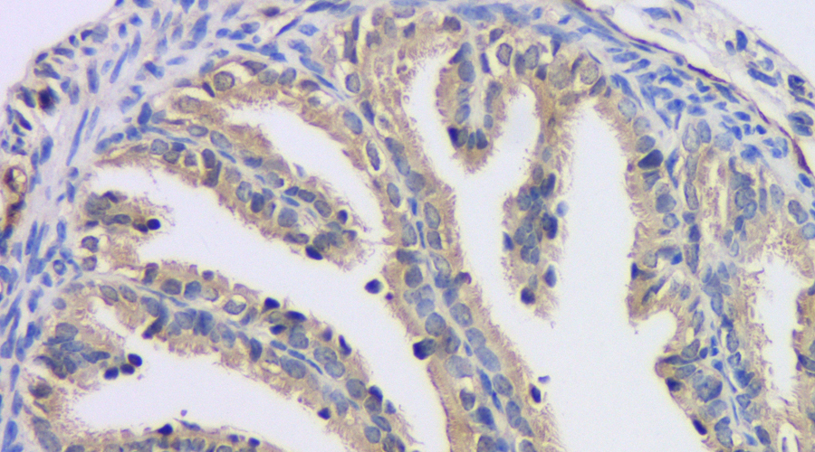 Immunofluorescence analysis of paraffin-embedded rat colon  using EpCAM Polyclonal Antibody at dilution of 1:400.