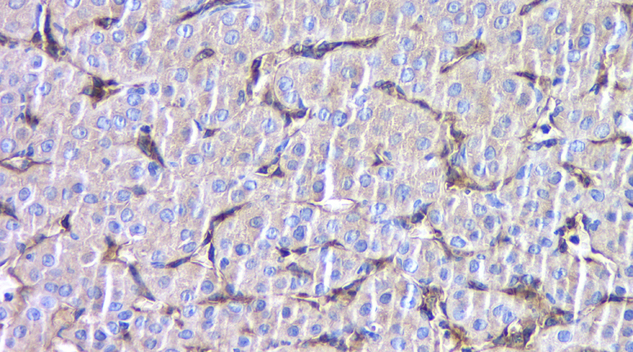 Immunofluorescence analysis of paraffin-embedded rat colon  using EpCAM Polyclonal Antibody at dilution of 1:400.