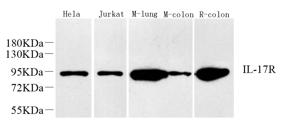 Western Blot analysis of various samples using IL17RA Polyclonal Antibody at dilution of 1:1000.