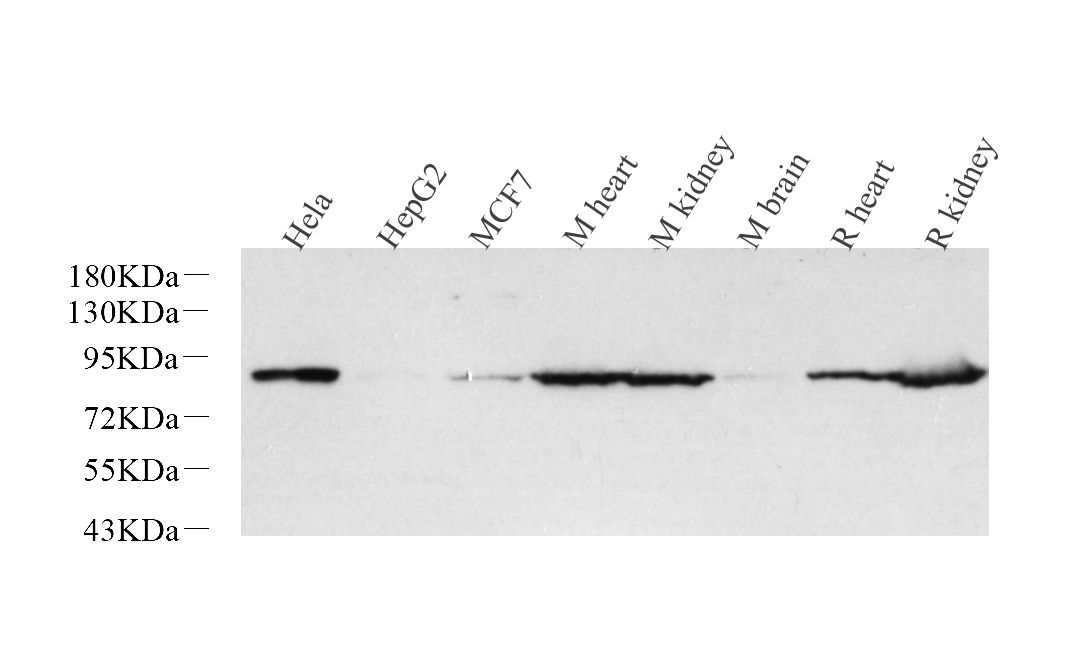 Western Blot analysis of various samples using Glucocorticoid Receptor Polyclonal Antibody at dilution of 1:1000.