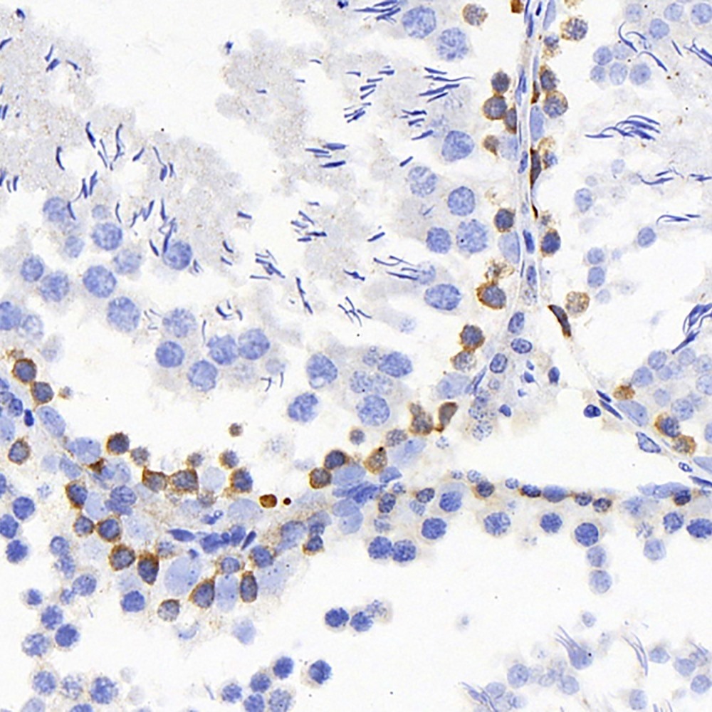 Immunohistochemistry analysis of paraffin-embedded rat testis  using TSC22D3 Polyclonal Antibody at dilution of 1:300.