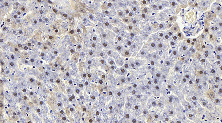 Immunohistochemistry analysis of paraffin-embedded rat liver  using MAP2K1 Polyclonal Antibody at dilution of 1:100.