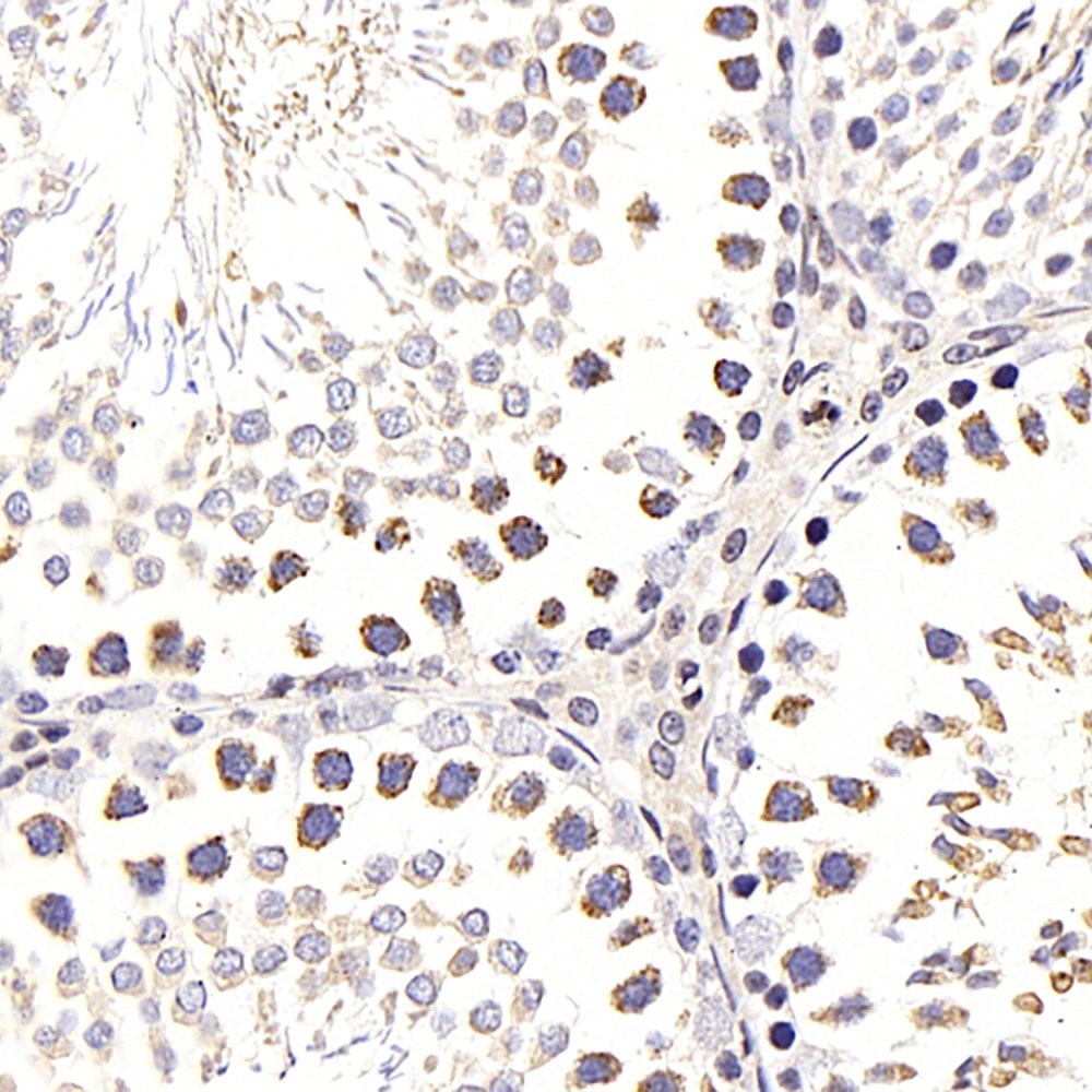 Immunohistochemistry analysis of paraffin-embedded Rat testis  using NFKBIB Polyclonal Antibody at dilution of 1:300.