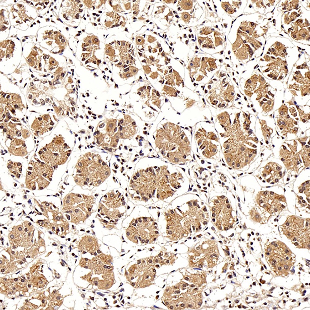 Immunohistochemistry analysis of paraffin-embedded human stomach  using LEP Polyclonal Antibody at dilution of 1:100.