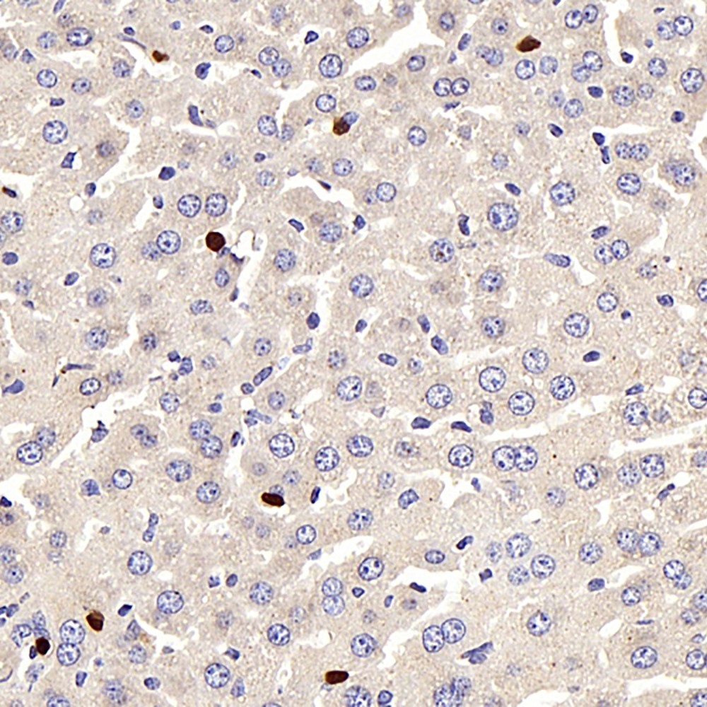 Immunohistochemistry analysis of paraffin-embedded mouse liver  using LEP Polyclonal Antibody at dilution of 1:100.