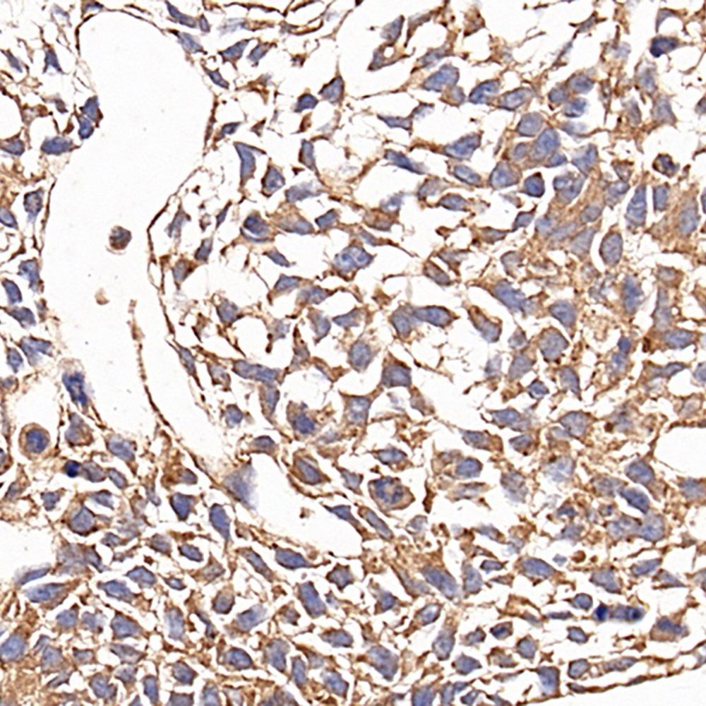 Immunohistochemistry analysis of paraffin-embedded fetal rat  using CD133 Monoclonal Antibody at dilution of 1:200.