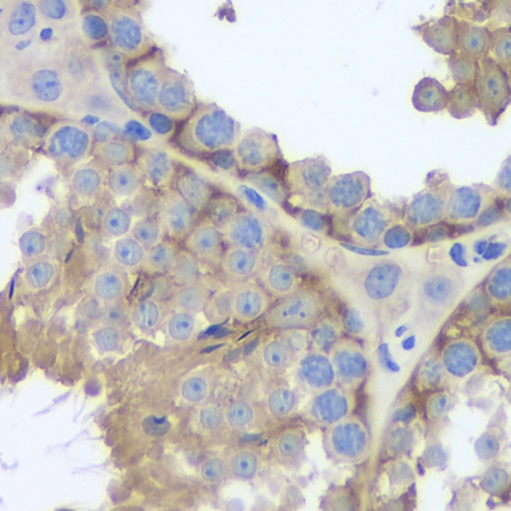 Immunohistochemistry analysis of paraffin-embedded mouse testis  using FAS Monoclonal Antibody at dilution of 1:200.