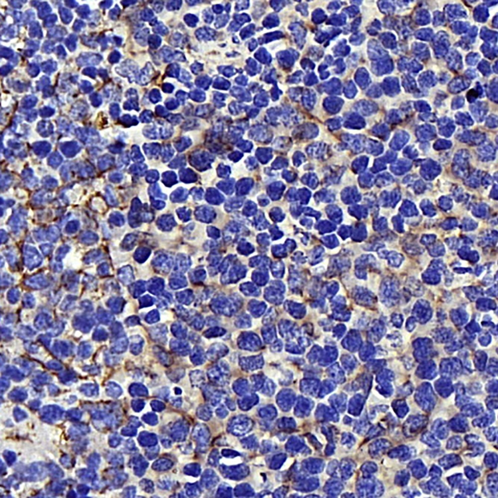 Immunohistochemistry analysis of paraffin-embedded mouse spleen  using AIFM1 Polyclonal Antibody at dilution of 1:400.