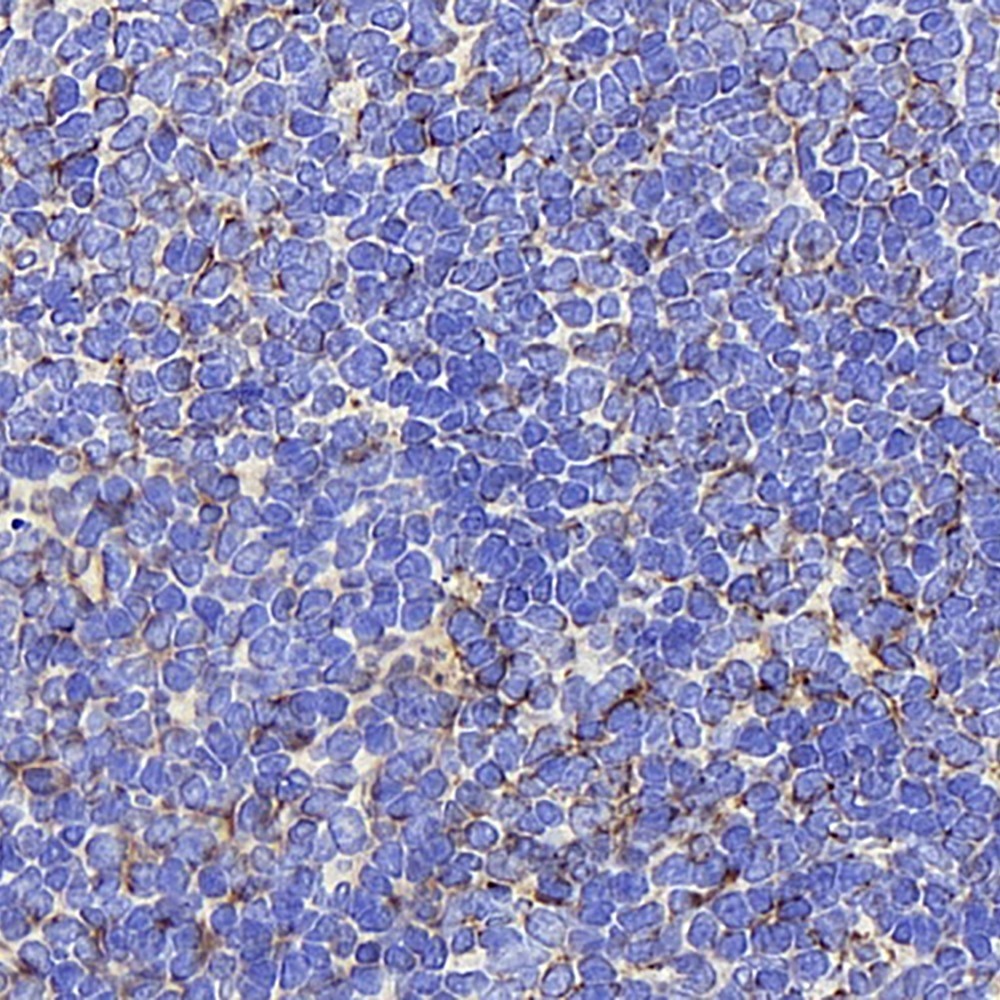 Immunohistochemistry analysis of paraffin-embedded Rat spleen  using AIFM1 Polyclonal Antibody at dilution of 1:400.