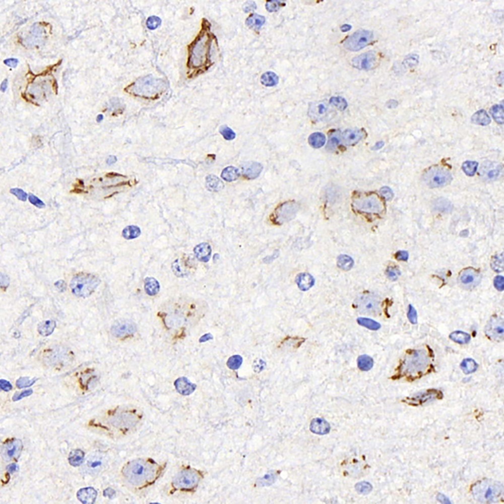 Immunohistochemistry analysis of paraffin-embedded mouse brain  using DLL1 Polyclonal Antibody at dilution of 1:200.