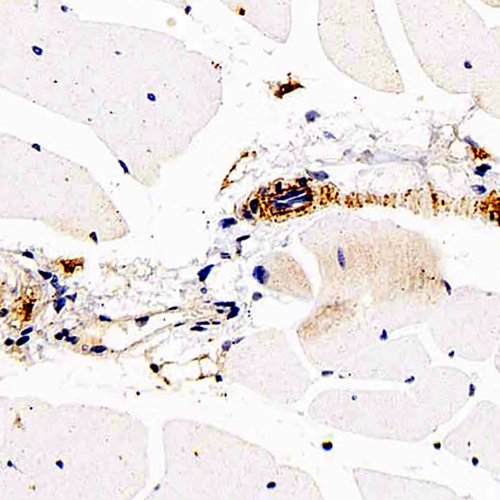 Immunohistochemistry analysis of paraffin-embedded mouse skeletal muscle  using DLL4 Polyclonal Antibody at dilution of 1:200.