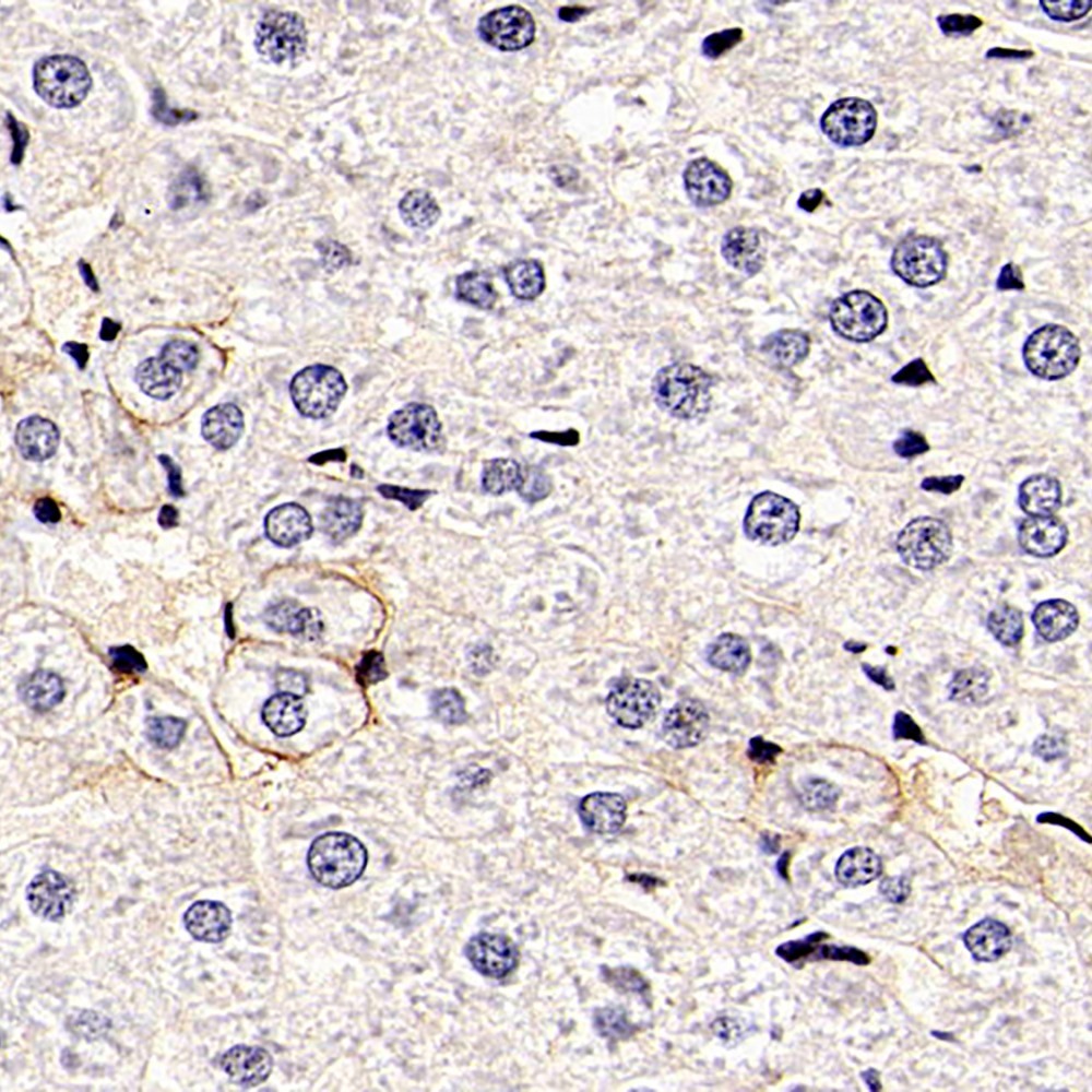 Immunohistochemistry analysis of paraffin-embedded rat liver  using EPO Polyclonal Antibody at dilution of 1:600.