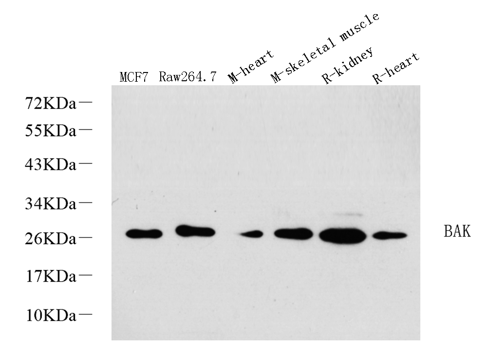 Western Blot analysis of various samples using BAK1 Polyclonal Antibody at dilution of 1:1000.