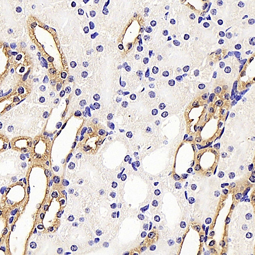 Immunohistochemistry analysis of paraffin-embedded mouse kidney   using COL18A1 Polyclonal Antibody at dilution of 1:400.