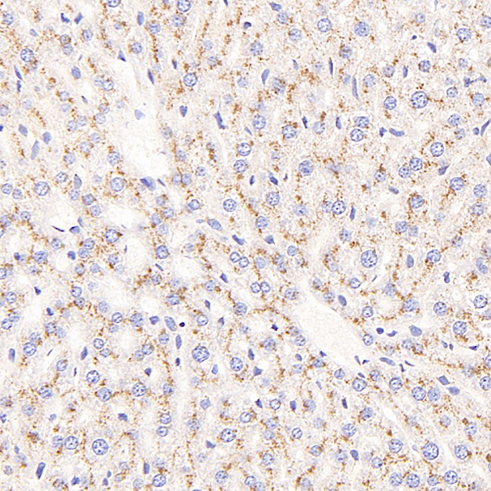 Immunohistochemistry analysis of paraffin-embedded mouse liver  using CD107b Polyclonal Antibody at dilution of 1:400.