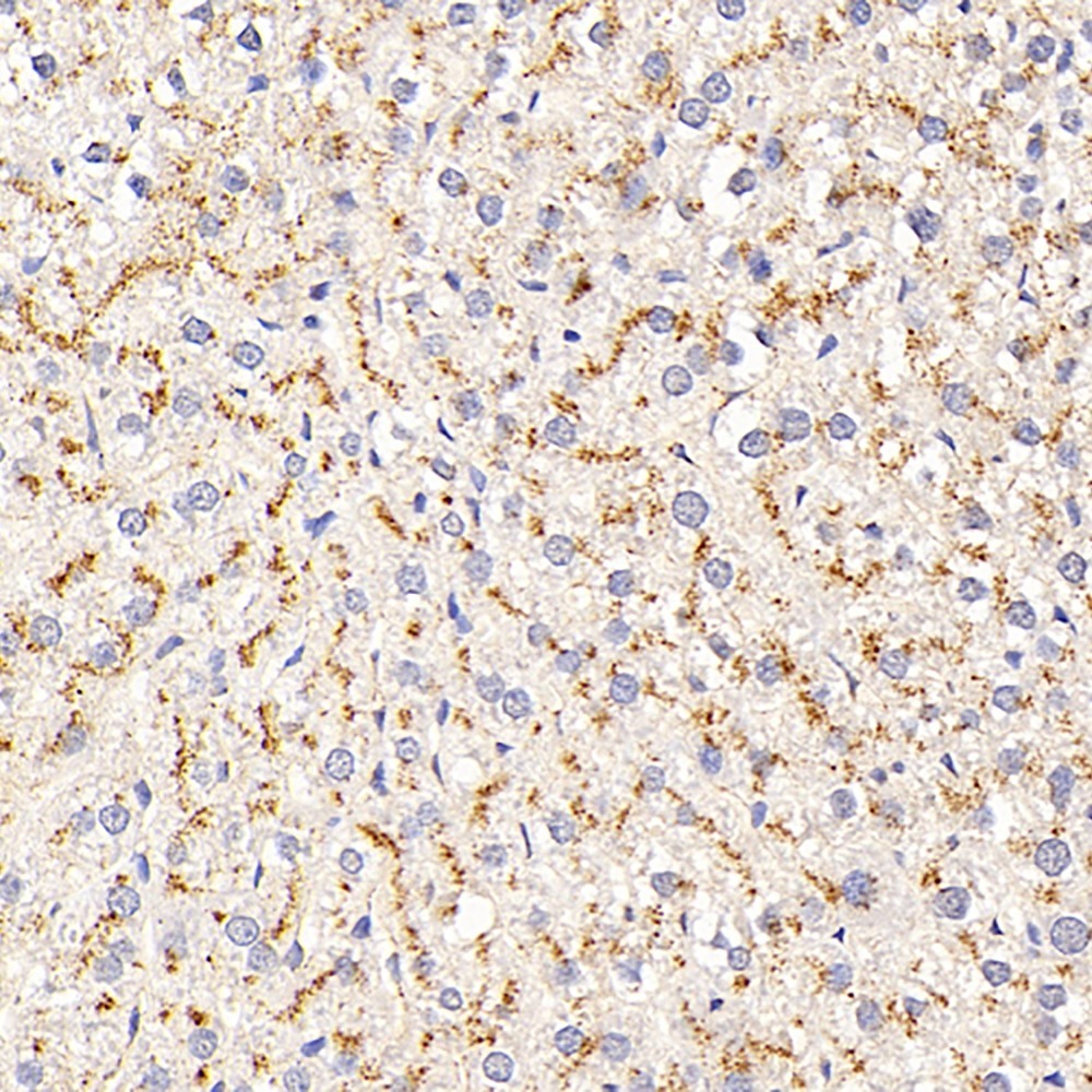Immunohistochemistry analysis of paraffin-embedded rat liver  using CD107b Polyclonal Antibody at dilution of 1:400.