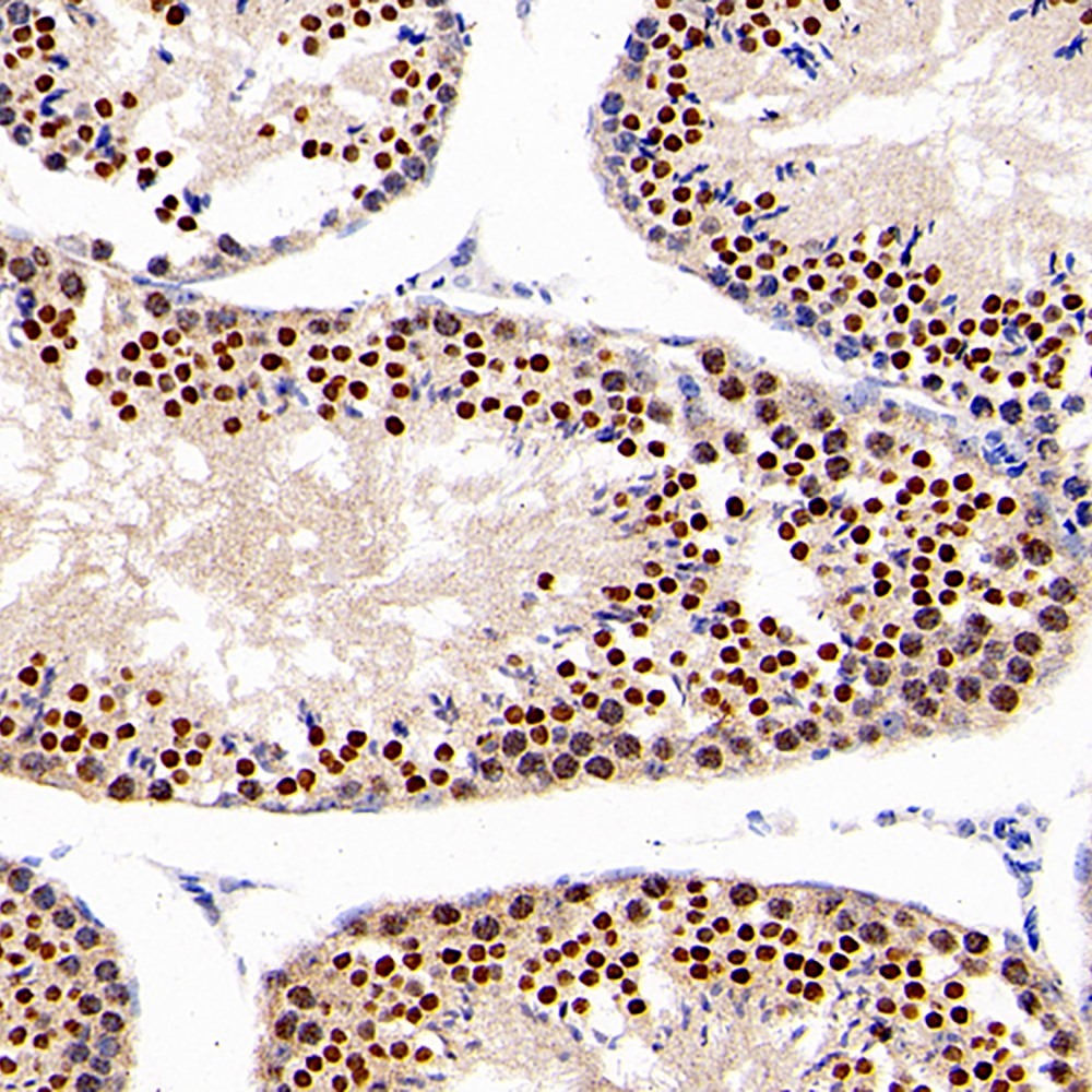 Immunohistochemistry analysis of paraffin-embedded mouse testis  using NANOG Polyclonal Antibody at dilution of 1:300.