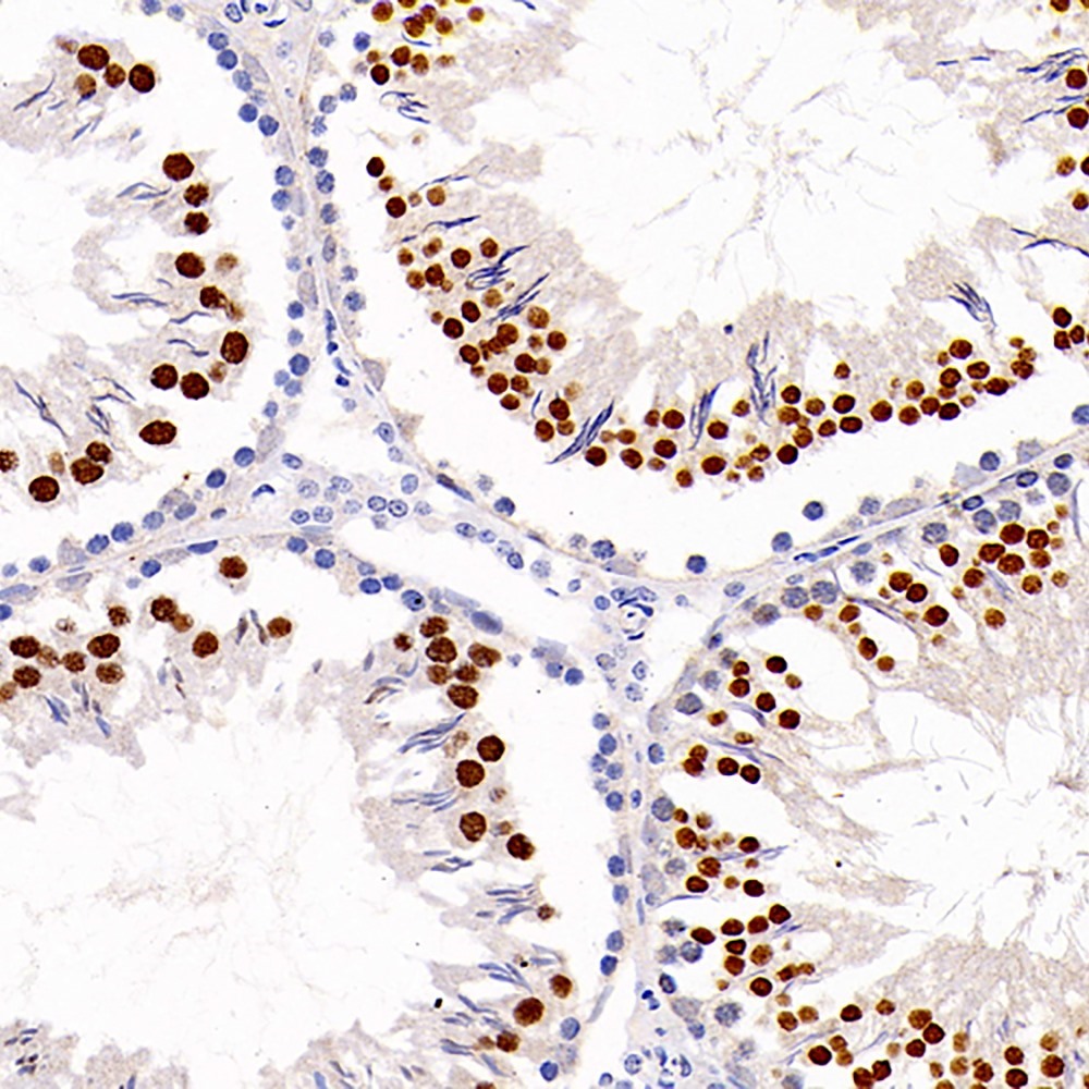 Immunohistochemistry analysis of paraffin-embedded Rat testis  using NANOG Polyclonal Antibody at dilution of 1:300.