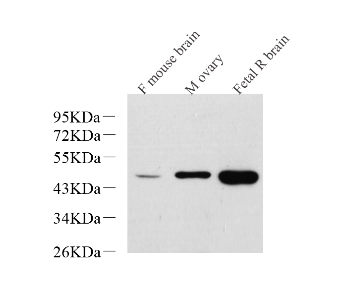 Western Blot analysis of various samples using NANOG Polyclonal Antibody at dilution of 1:1000.