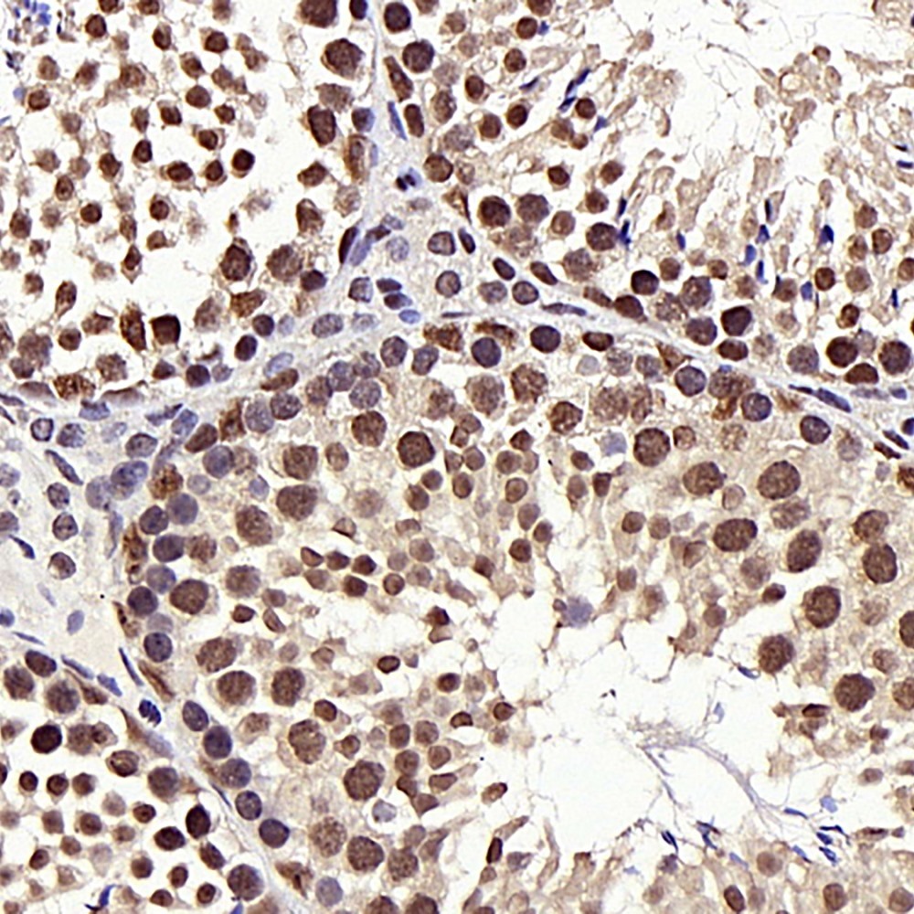 Immunohistochemistry analysis of paraffin-embedded mouse testis  using HDAC1 Polyclonal Antibody at dilution of 1:300.