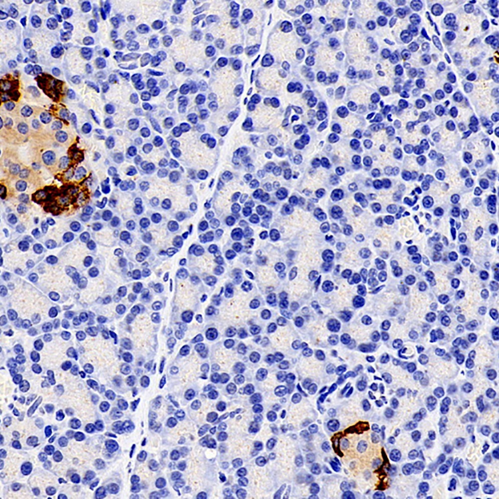 Immunohistochemistry analysis of paraffin-embedded rat pancreas  using GCG Polyclonal Antibody at dilution of 1:600.