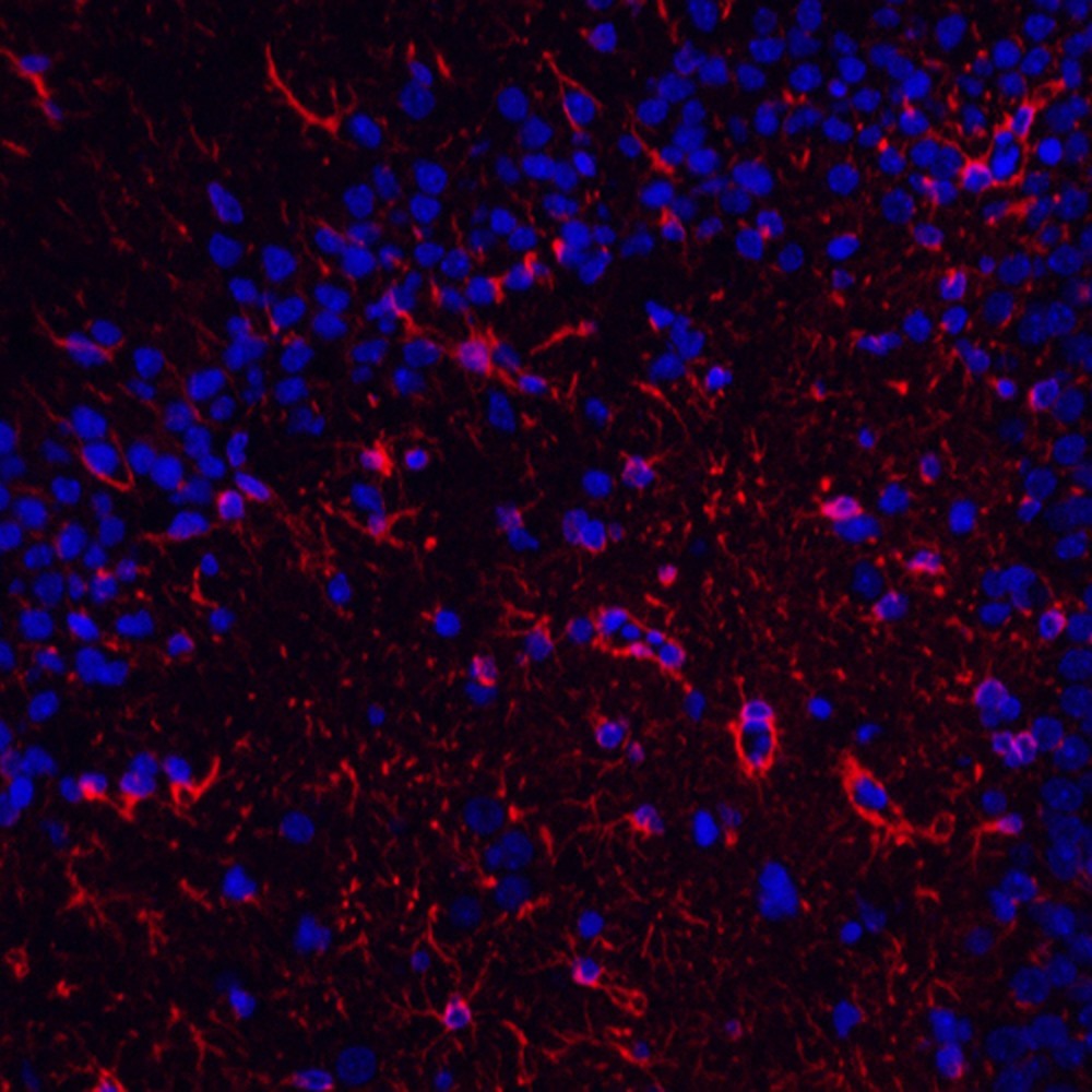 Immunofluorescence analysis of paraffin-embedded rat brain  using GFAP Monoclonal Antibody at dilution of 1:400.