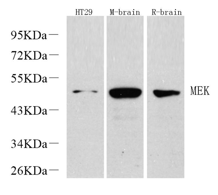 Western Blot analysis of various samples using MAP2K1 Polyclonal Antibody at dilution of 1:1000.