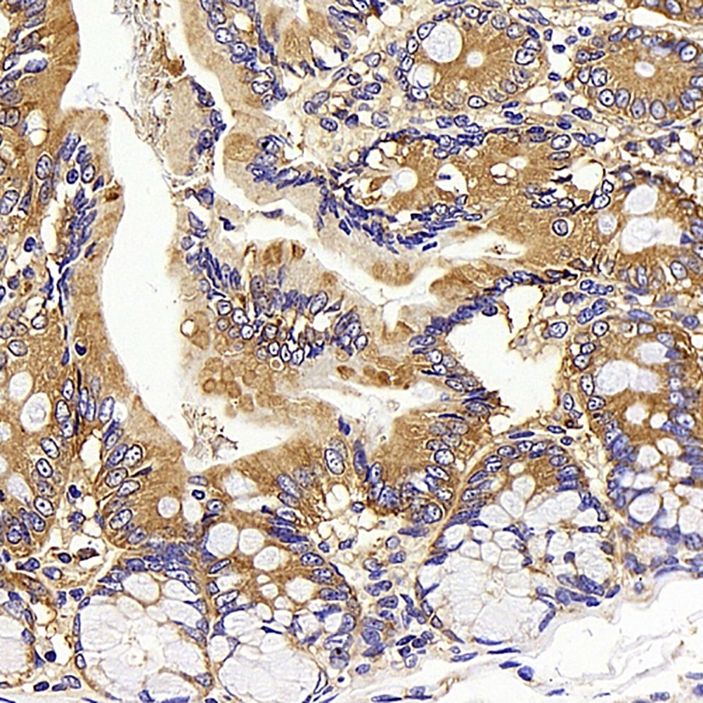 Immunohistochemistry analysis of paraffin-embedded rat colon  using CD13 Polyclonal Antibody at dilution of 1:400.