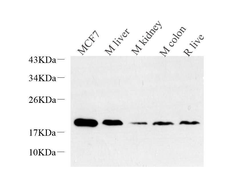 Western Blot analysis of various samples using Histone H2A.X Polyclonal Antibody at dilution of 1:1000.