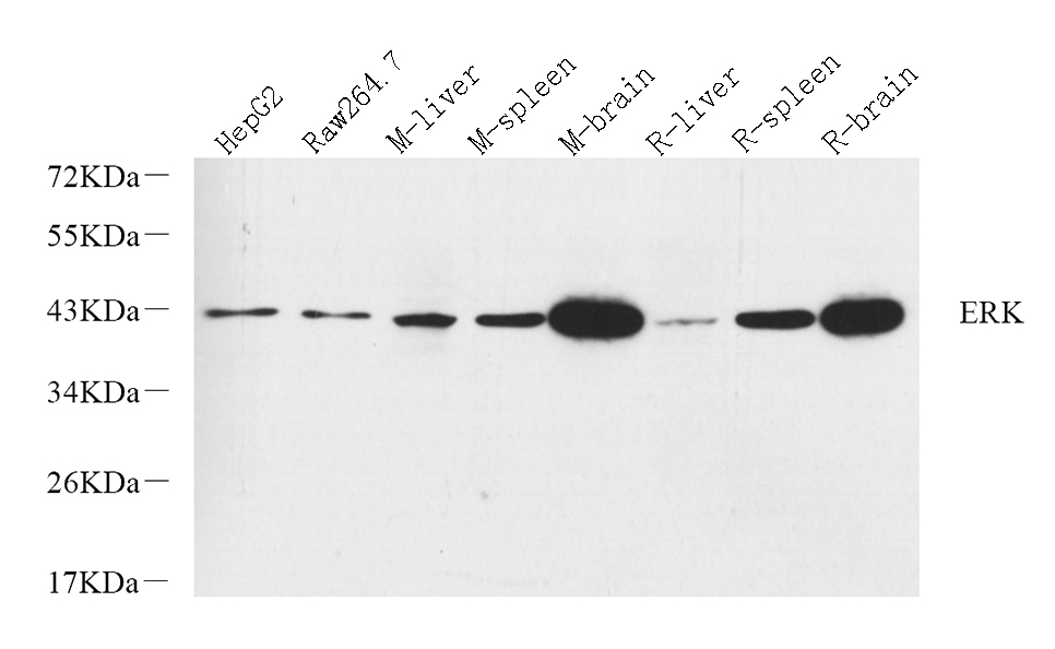 Western Blot analysis of various samples using ERK 2 Polyclonal Antibody at dilution of 1:800.