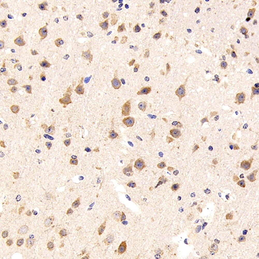 Immunohistochemistry analysis of paraffin-embedded mouse brain  using GRIN1 Polyclonal Antibody at dilution of 1:300.