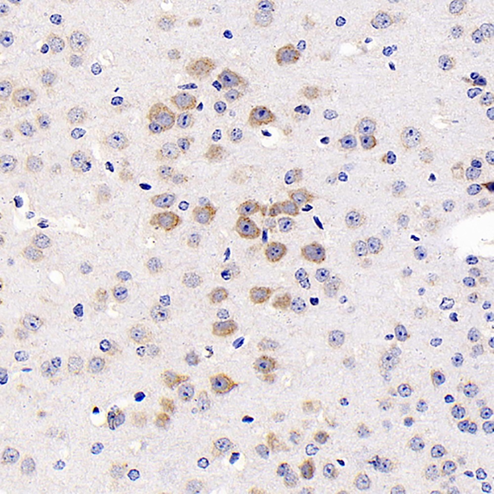 Immunohistochemistry analysis of paraffin-embedded mouse brain  using GRIN2B Polyclonal Antibody at dilution of 1:200.